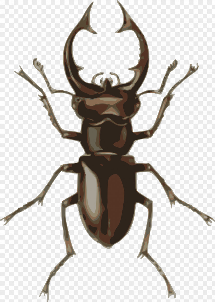Roach Stag Beetle Deer Clip Art PNG