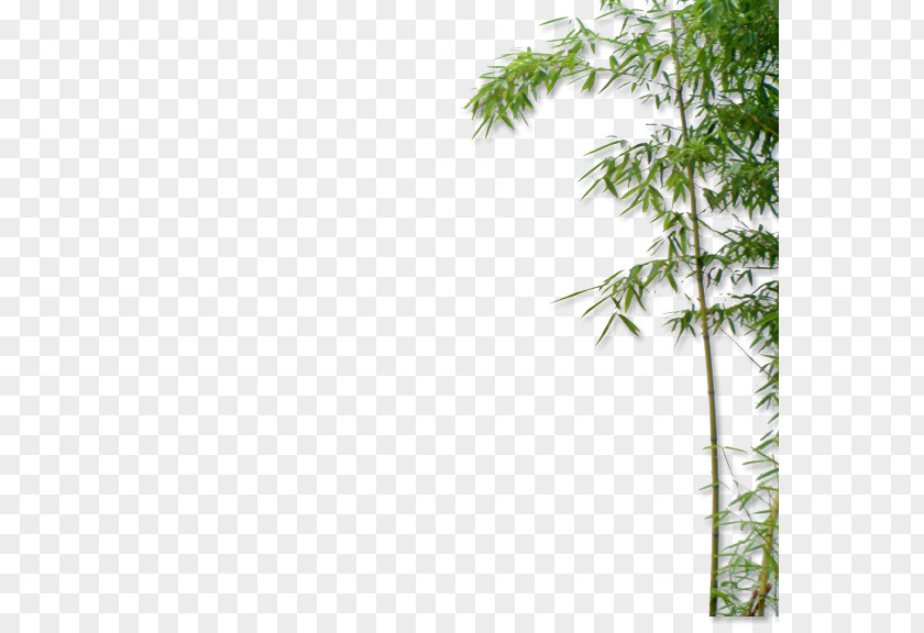 Bamboo Euclidean Vector Bamboe PNG