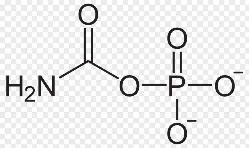 Carbamoyl Phosphate Synthetase Carbamic Acid Urea Cycle PNG
