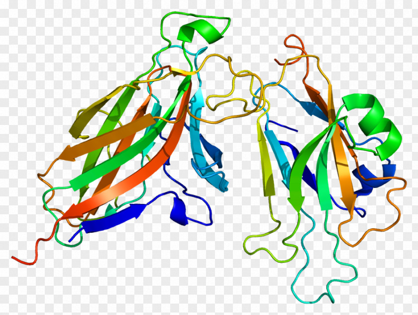 Ephrin A5 B2 Protein Glycosylphosphatidylinositol PNG