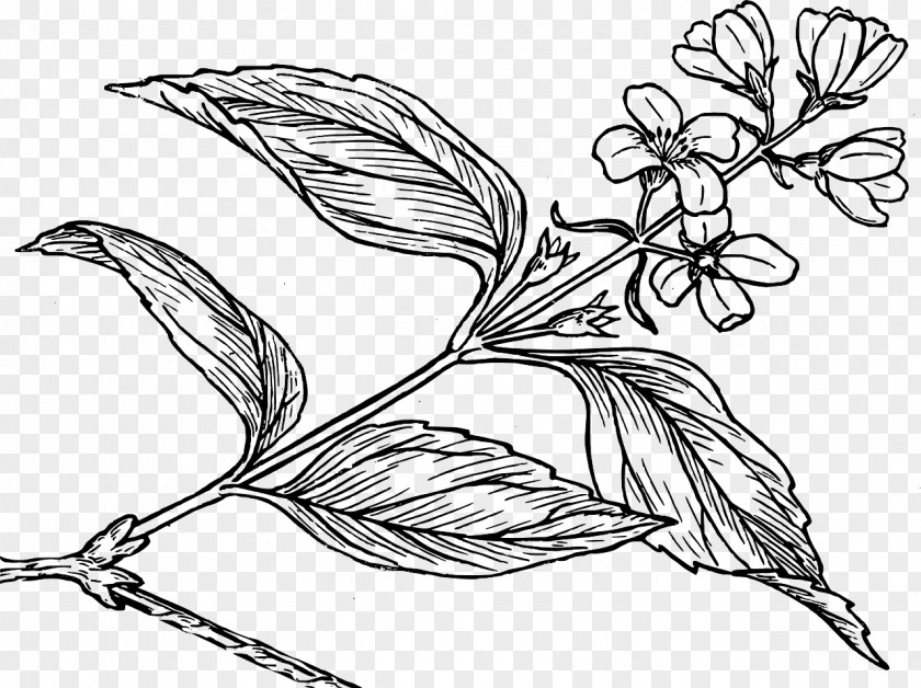 Flower Coloring Book Drawing PNG