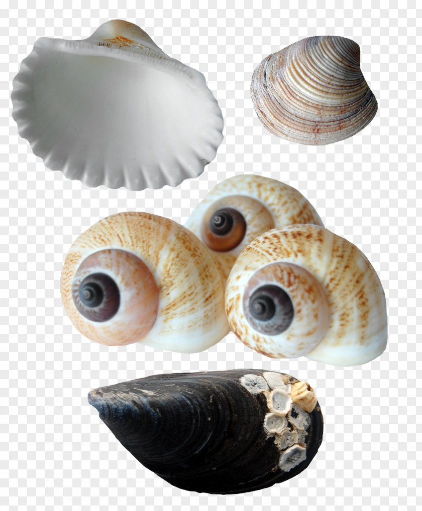 Pretty Conch Scallop Collection Seashell Oyster Sea Snail Conchology PNG