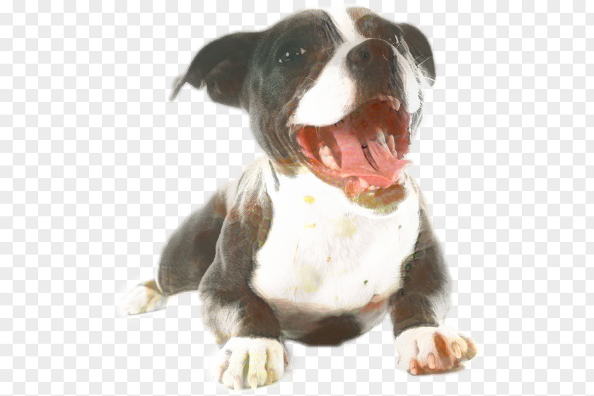 American Bulldog Molosser Bully Dog PNG