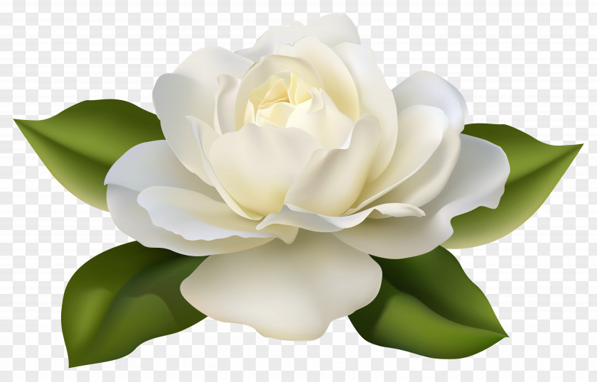 Beautiful White Rose With Leaves Image Flower Jasminum Polyanthum Clip Art PNG
