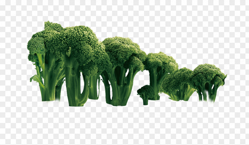 Broccoli Vegetable Cauliflower PNG