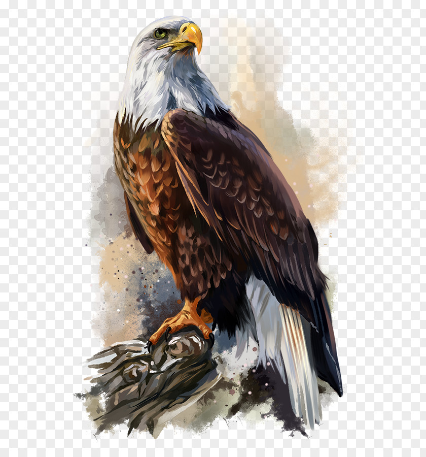 Eagle Bald Poster Art PNG