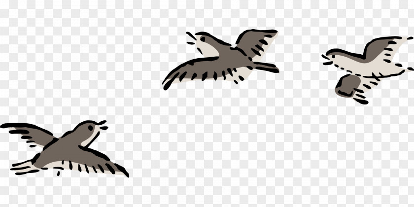 Flies Bird Flight Clip Art PNG