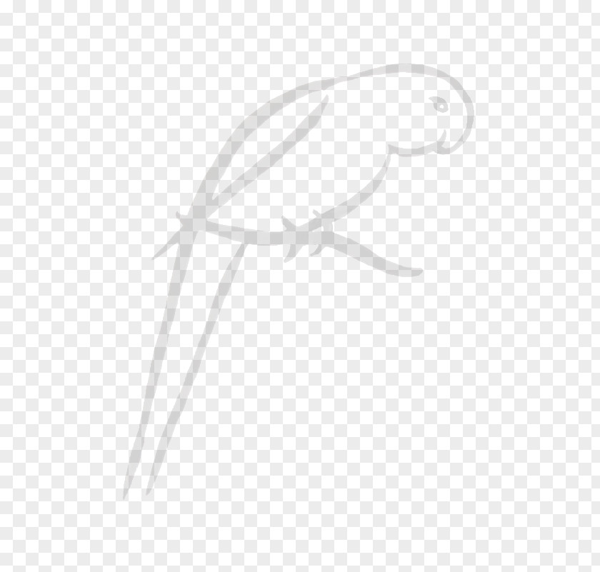 Lories And Lorikeets Feather Drawing White PNG
