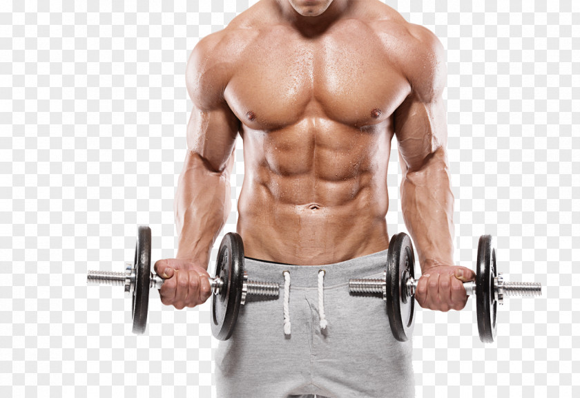 Muscular Fitness Physical Exercise Muscle Bodybuilding Centre PNG