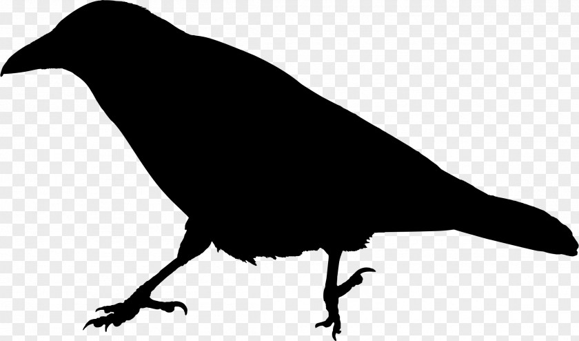 Raven American Crow Bird Clip Art PNG