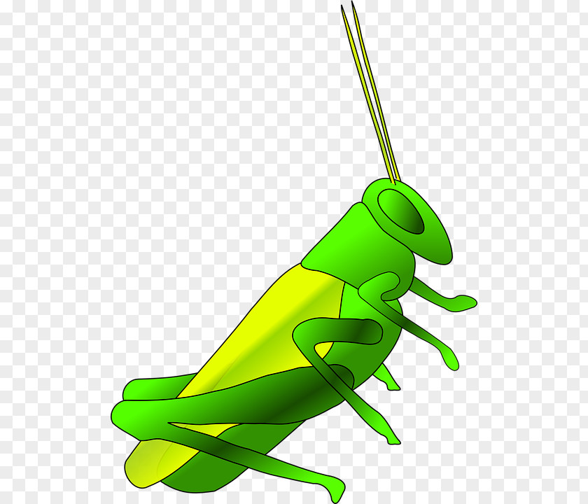 Accompany Grasshopper Cricket Clip Art PNG