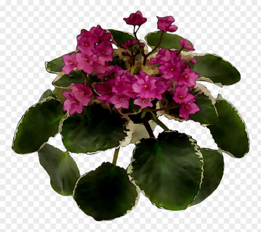 Annual Plant Flowerpot Herbaceous Houseplant Violet PNG