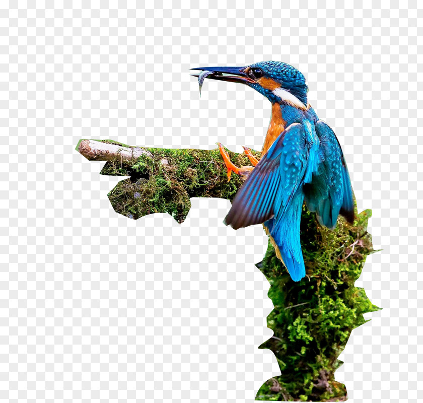 Blue Birds Bird PNG