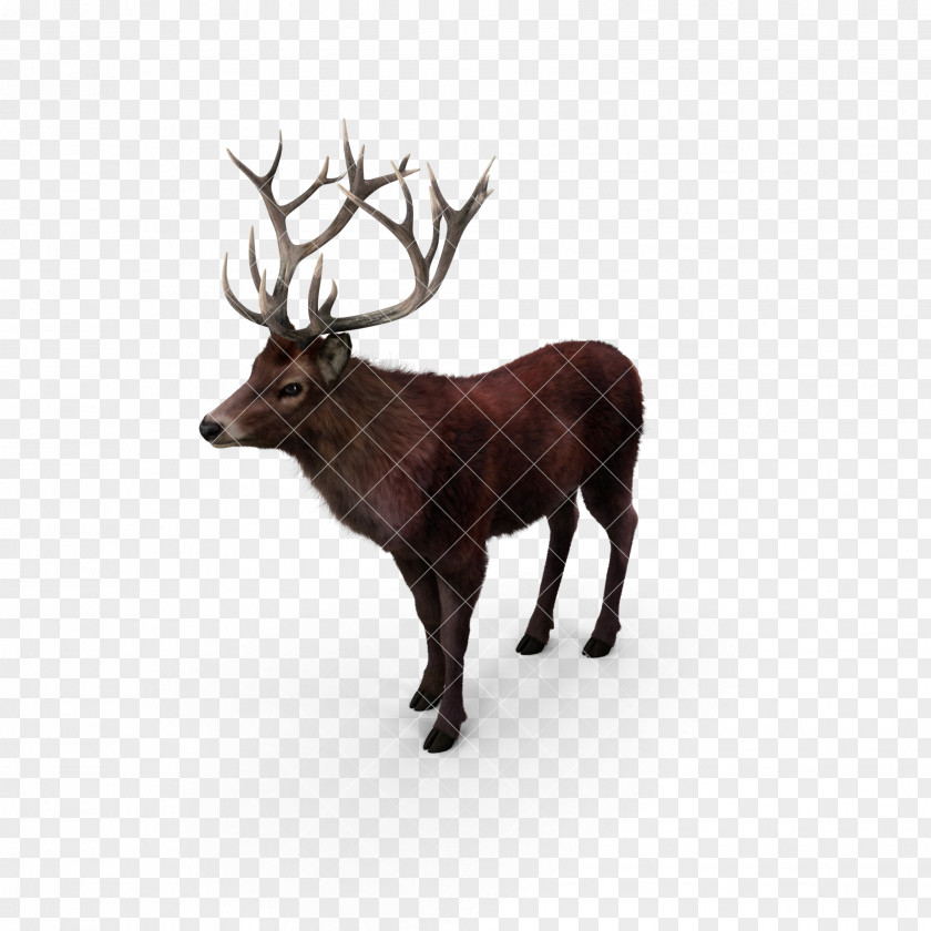 Deer,deer,animal,Fawn Reindeer Elk Red Deer Moose PNG