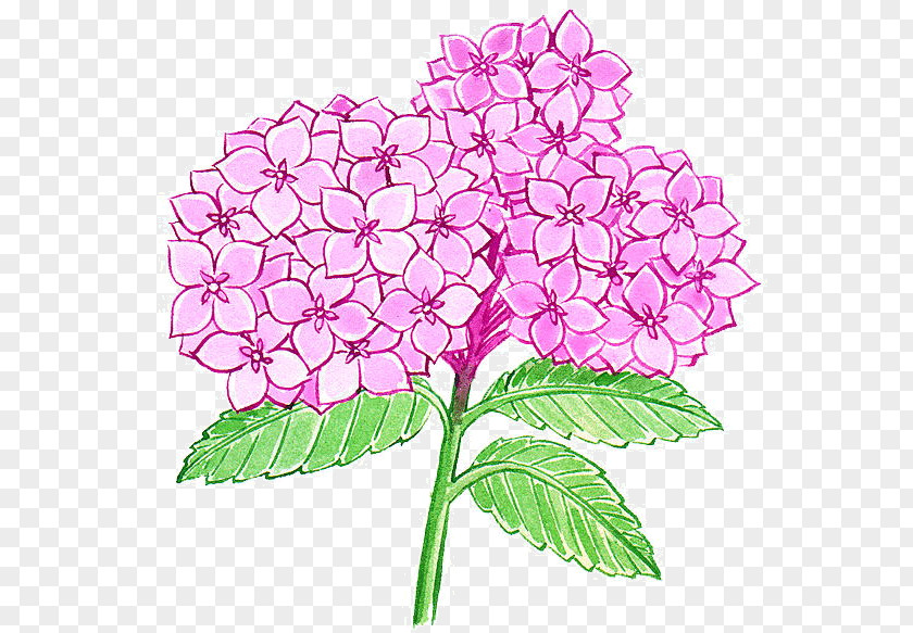 Flower Hydrangea Floral Design Cut Flowers PNG