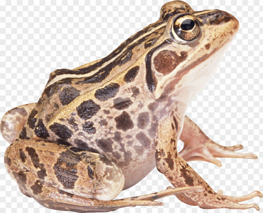 Frog Common True Clip Art PNG