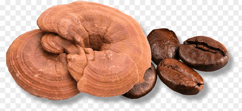 Ganoderma Lucidum Lingzhi Mushroom Fungus Edible Herb PNG