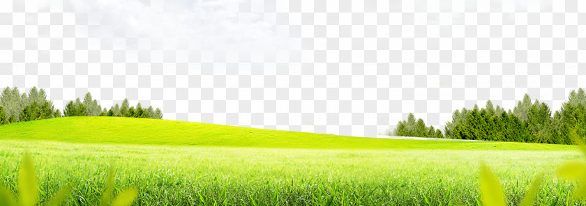 Grass Background Lawn Meadow PNG