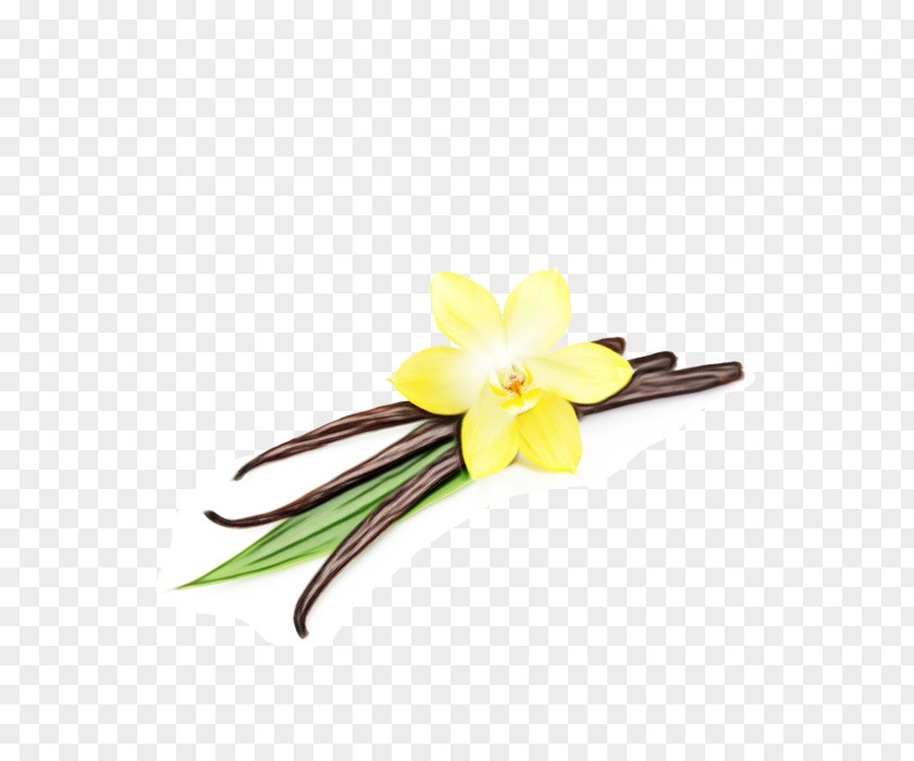 Hair Accessory Fashion Yellow Flower Frangipani Vanilla Plant PNG
