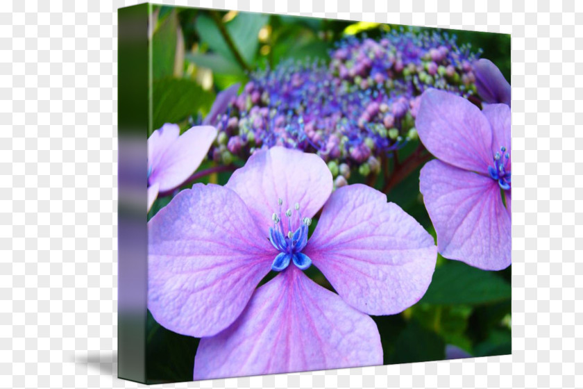 Hydrangea Plant Violet Lilac Crane's-bill PNG
