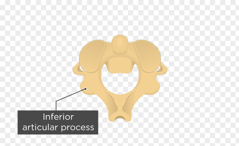 Vertebral Foramen Articular Processes Axis Column Anatomy PNG