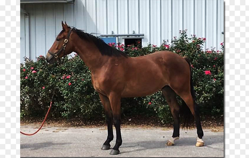 Warmblood Mare Thoroughbred 2015 Kentucky Derby Hanoverian Horse Colt PNG