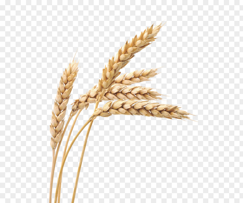 Wheat PNG clipart PNG