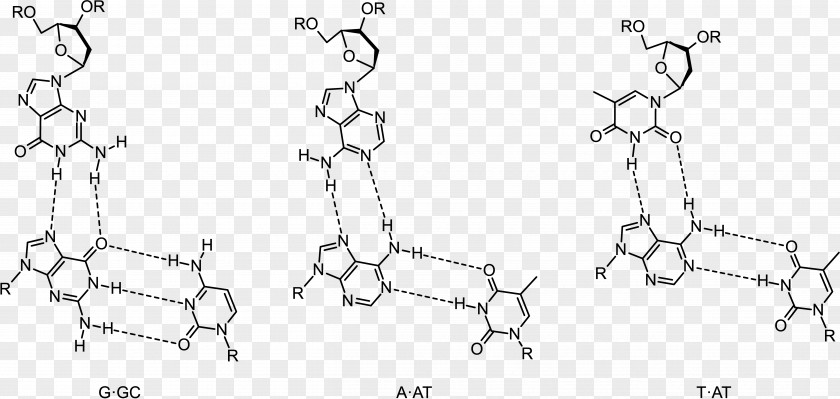 Antihelix Triple-stranded DNA Oligonucleotide RNA Base Pair PNG