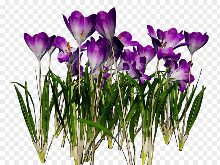 Crocus Purple Cut Flowers Violet Family M Invest D.o.o. PNG