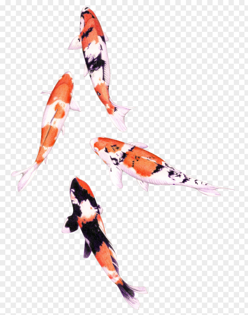 Fish Koi Colored Pencil Drawing Watercolor Painting PNG