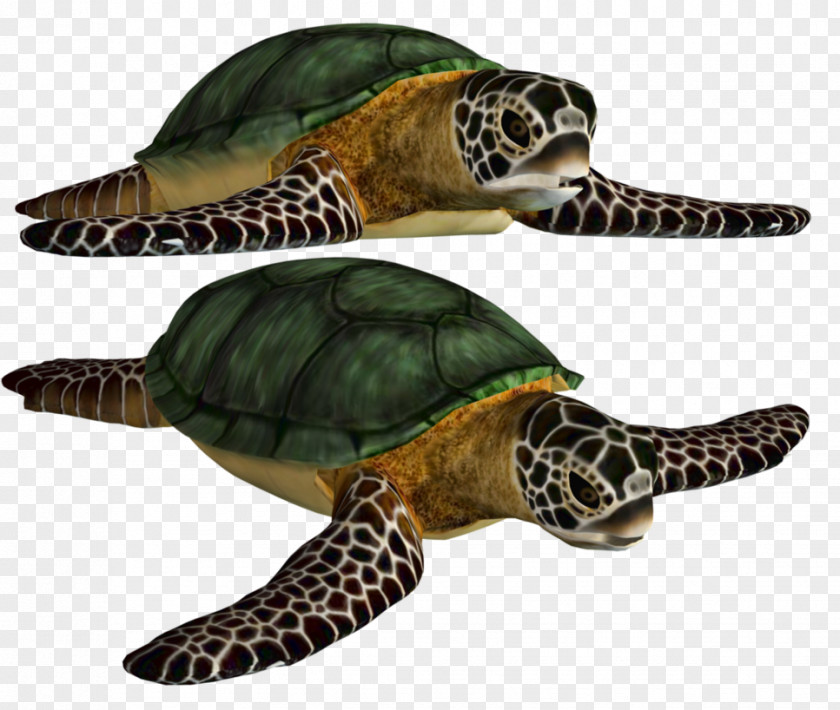 Green Sea Turtle Shell PNG