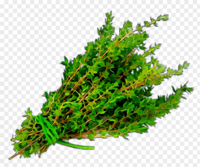 Herb Garden Thyme Watercress Pinene PNG