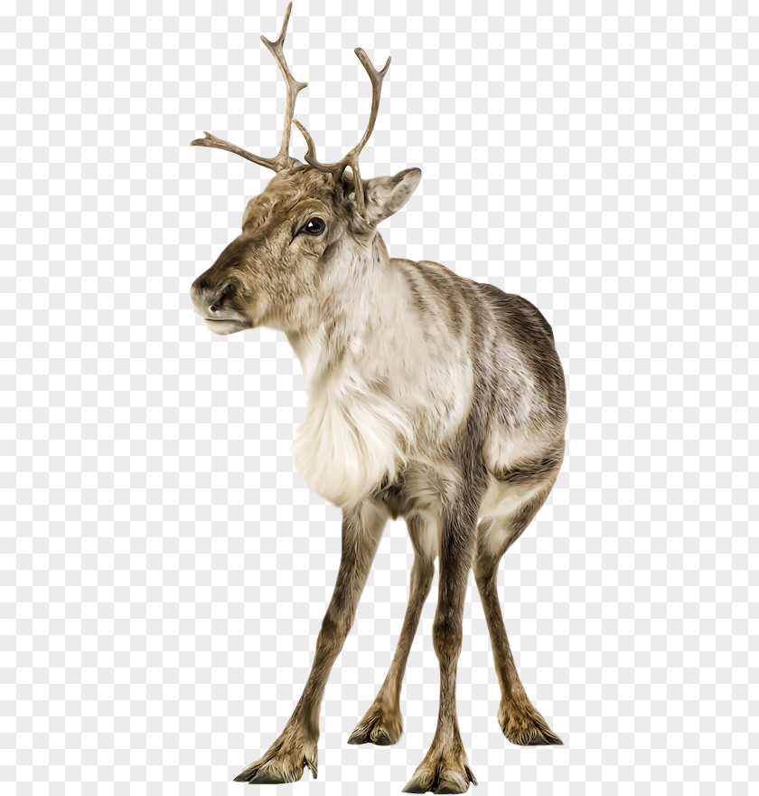 Reindeer Elk White-tailed Deer Clip Art PNG