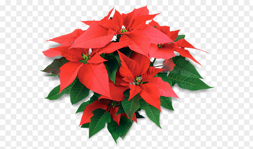 African American History Class Poinsettia Christmas Day United States Of America De La Noche Buena Atlixco PNG