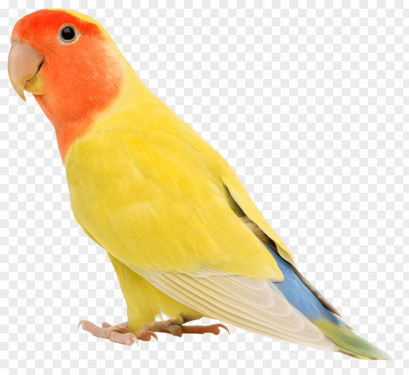 Bird Rosy-faced Lovebird Stock Photography Stock.xchng Image PNG