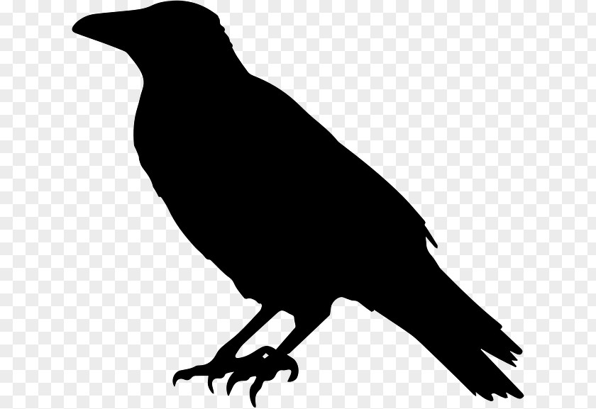 Crow Common Raven Clip Art PNG