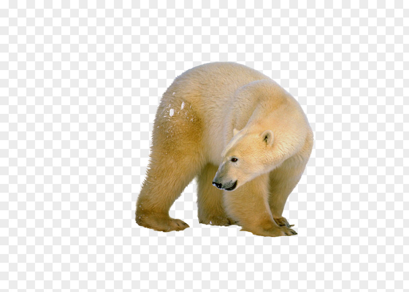 Osos Polar Bear Download PNG