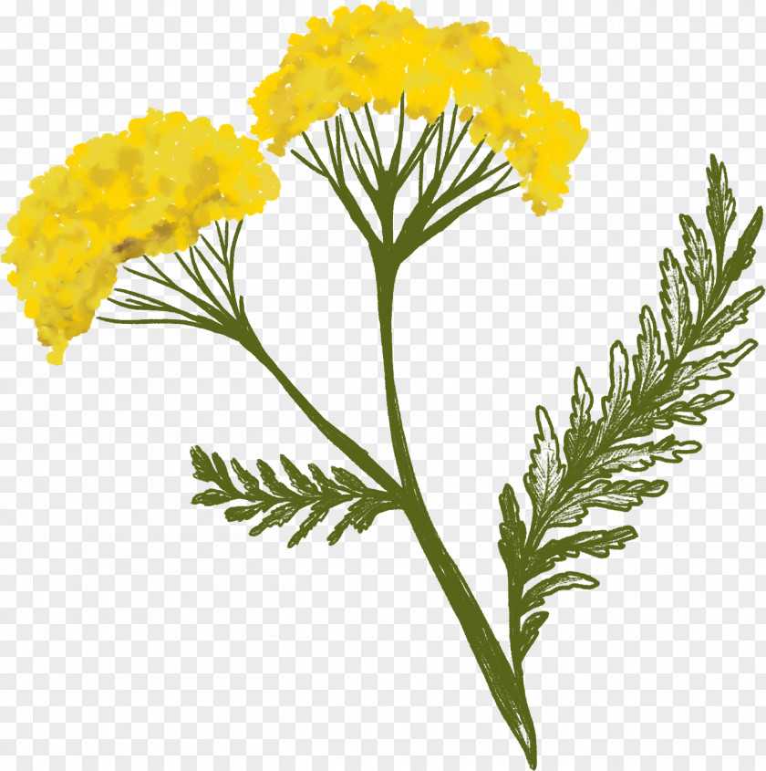 Perennial Plant Tansy Medicine Cartoon PNG