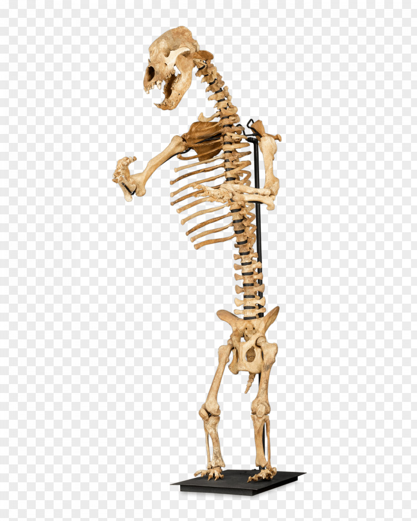 Skeleton Frame Cave Bear Giraffe Bone American Black PNG