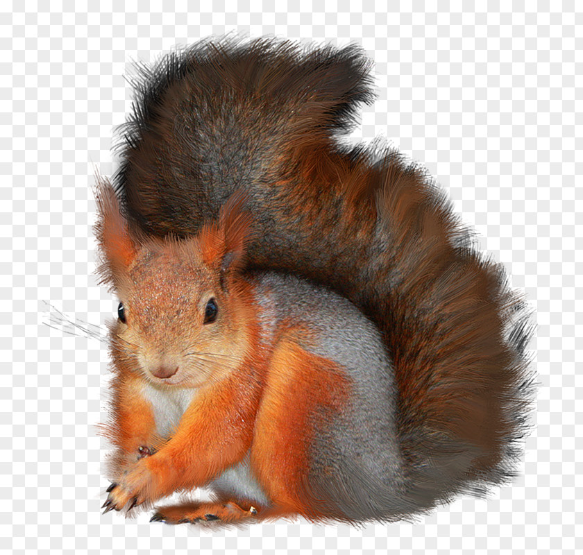 86 Tree Squirrels GIMP Clip Art PNG