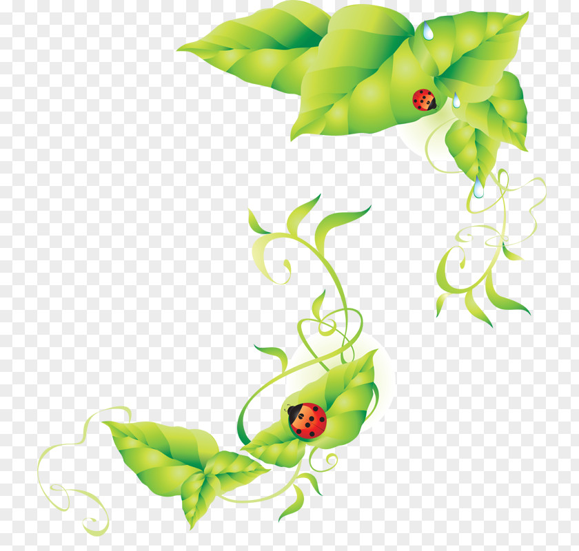 Ladybug Ladybird PNG