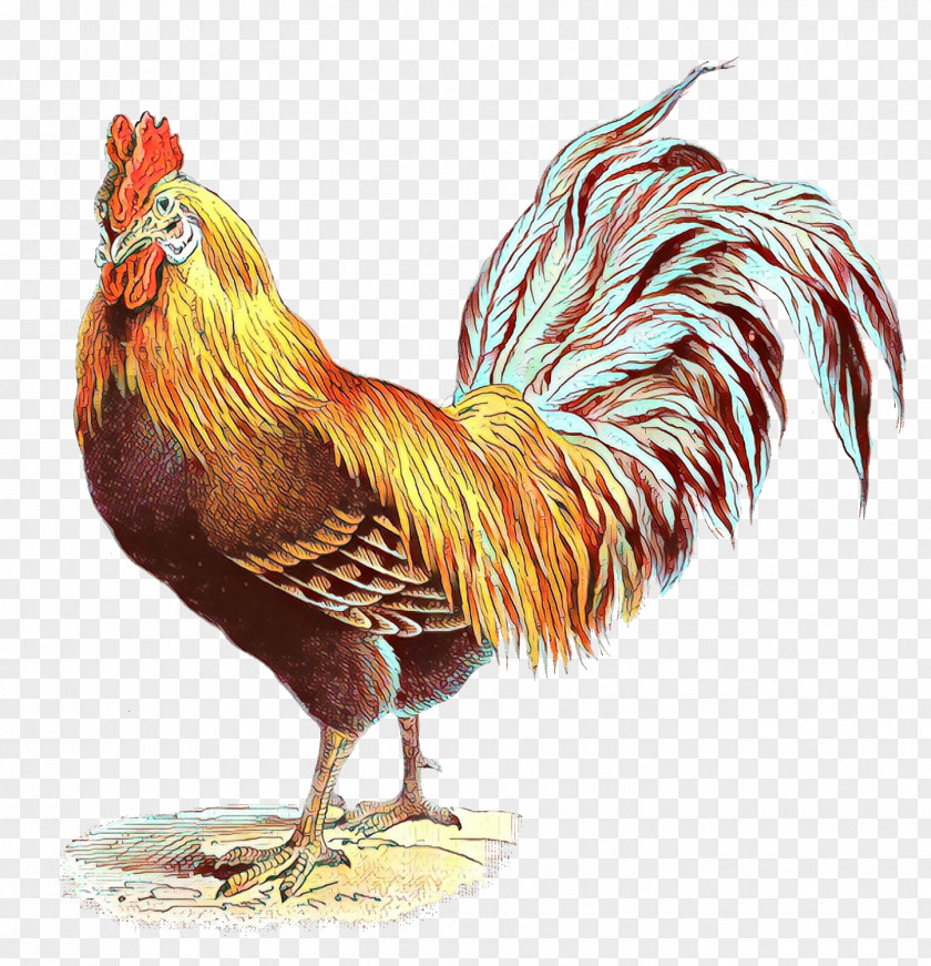 Livestock Poultry Chicken Bird Rooster Comb Fowl PNG