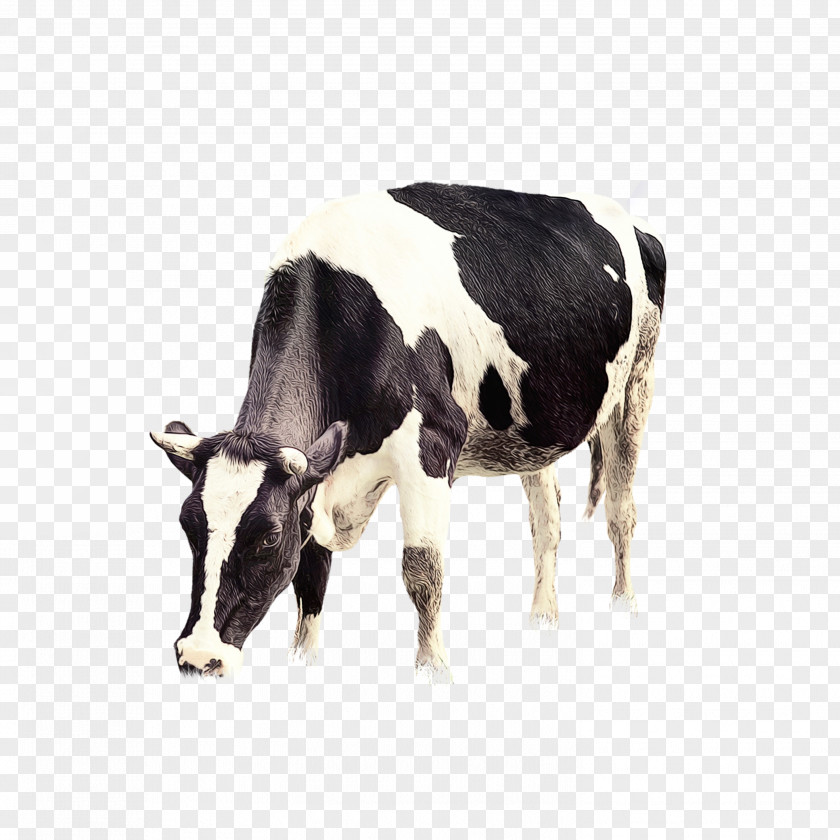Milk Cowgoat Family Cow Background PNG