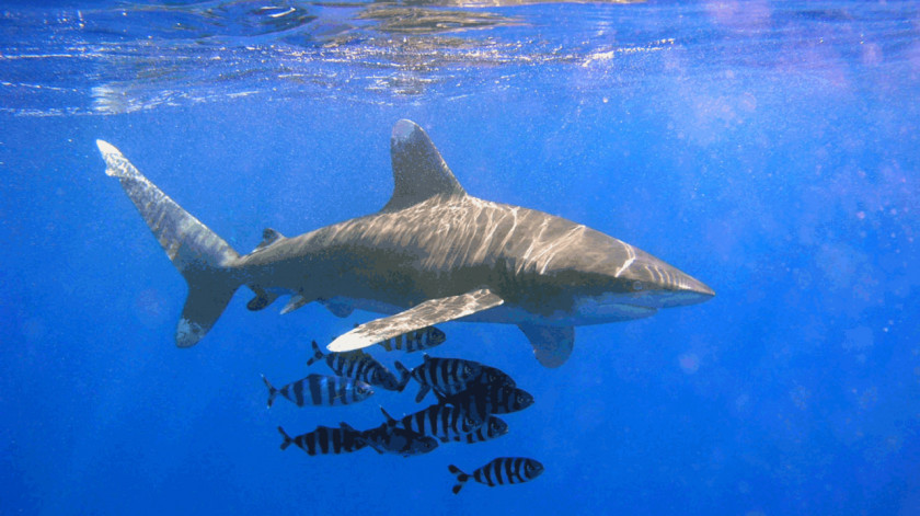 Sharks Oceanic Whitetip Shark Sandbar Silvertip Bull PNG