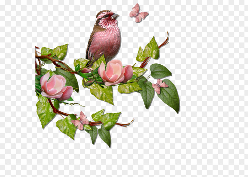 T Initial Floral Bird In The Tree Branch PNG