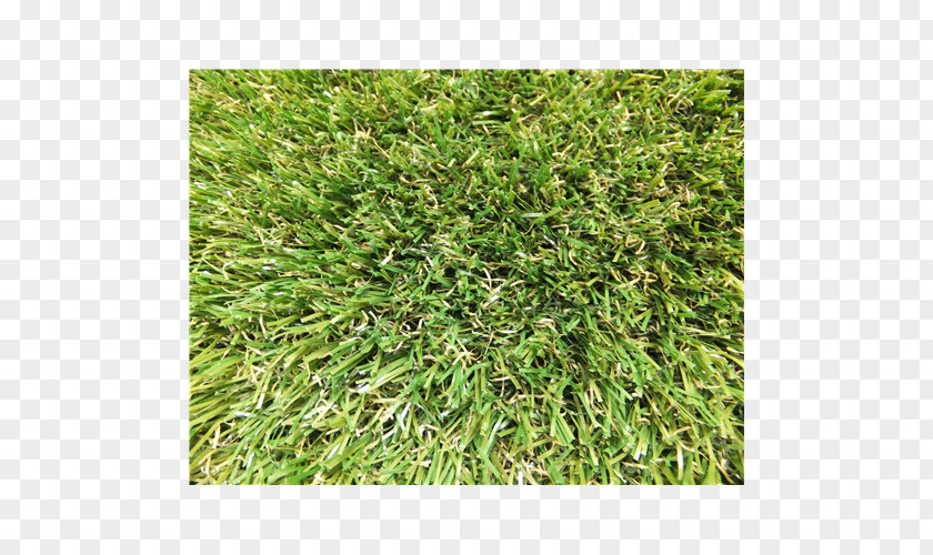 Artificial Grass Lawn Groundcover Grasses Family PNG