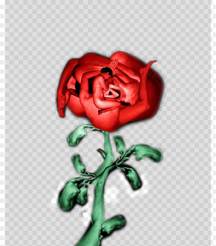 Body Art Rose Garden Roses Centifolia PNG