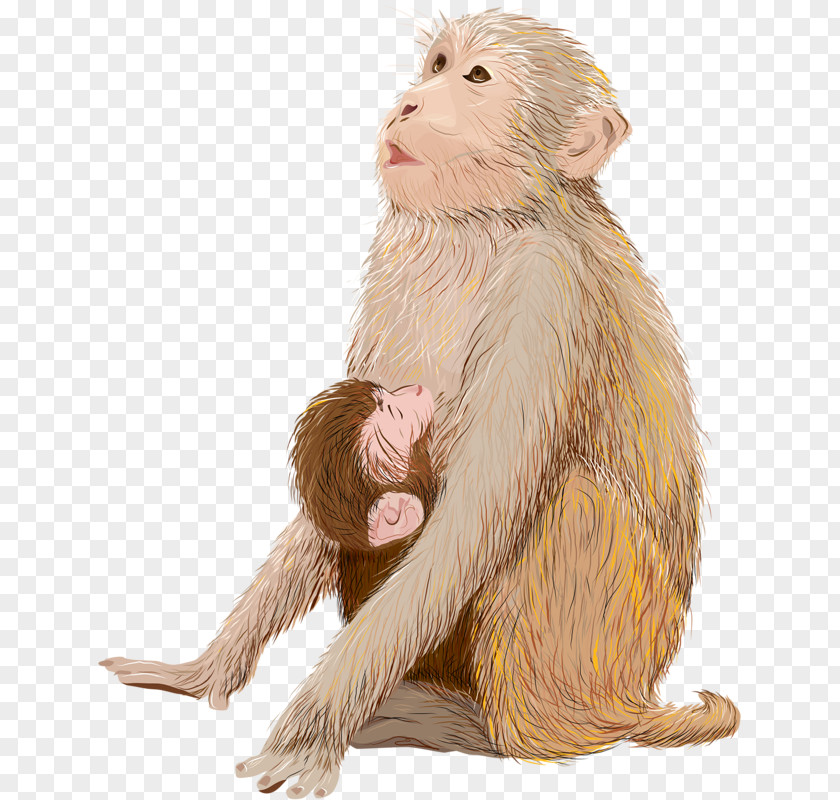 Hand-painted Monkey Infant Drawing Illustration PNG