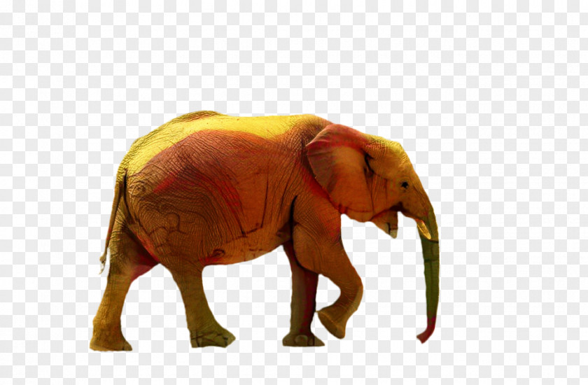 Indian Elephant African Bush Drawing Animal PNG