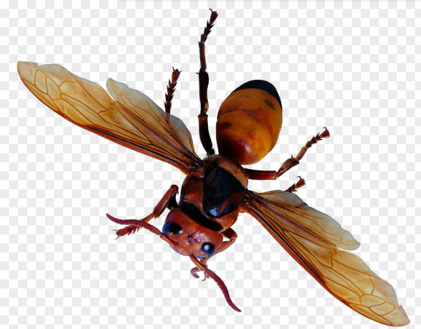 Insect Flies Bee Ant Butterfly Bird PNG